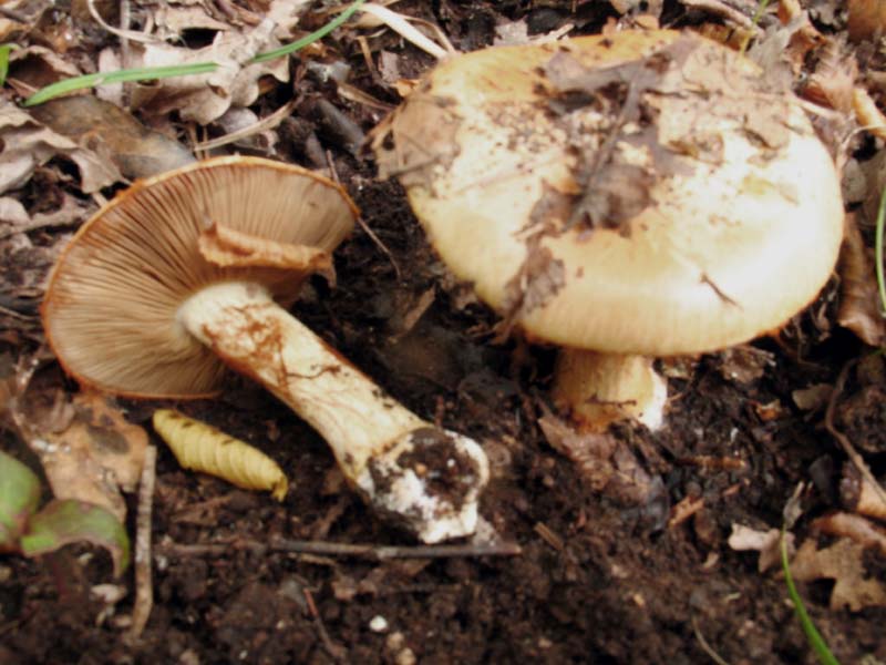 Cortinarius (Phlegmacium, Fulvi) humolens